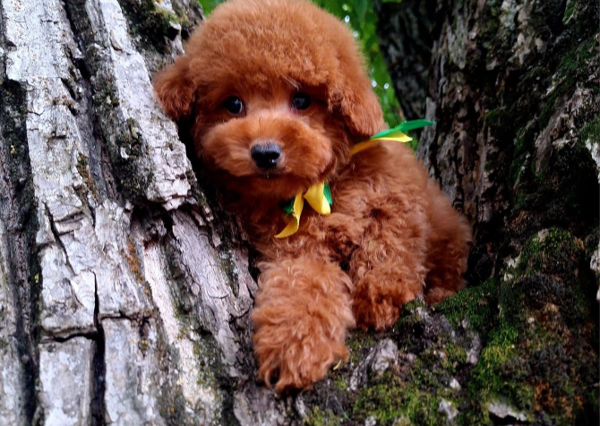 Toy poodle red brown Kore mini yavrularımız